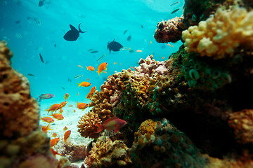 Image showing Underwater life