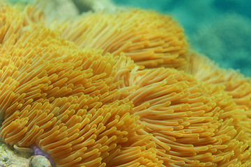 Image showing Sea anemone