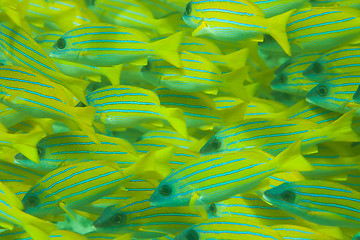 Image showing Whole frame of shoal of Bluestripe snapper fish