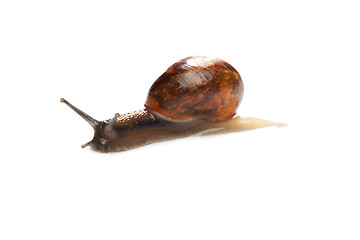 Image showing Snail isolated on white