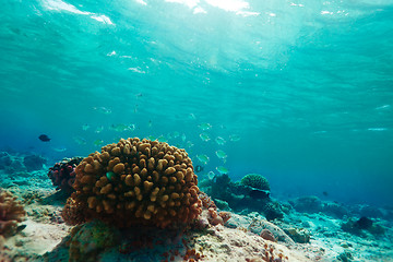 Image showing Little blue fishes and coral