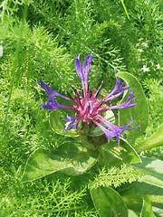 Image showing Blue flower