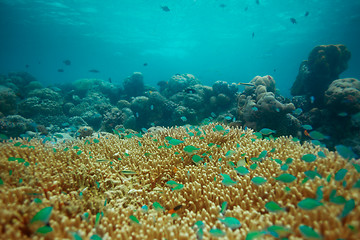 Image showing Many small blue fishes on coral