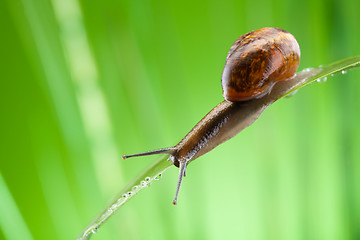 Image showing Snail crawling on the leaf