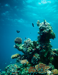 Image showing Underwater coral