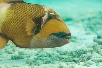 Image showing Titan triggerfish