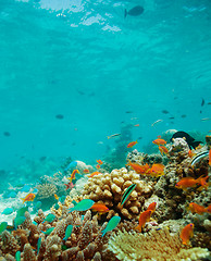 Image showing Colony of small fishes on the reef