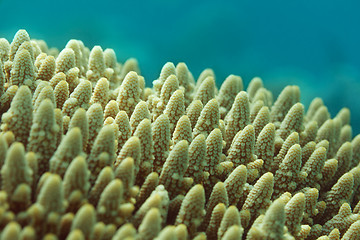 Image showing BUSHY STAGHORN CORAL
