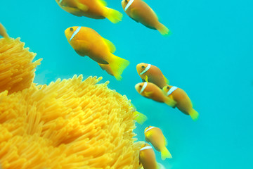 Image showing Shoal of clownfishes