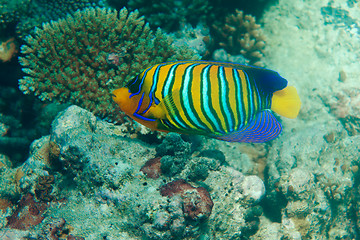 Image showing Regal angel fish