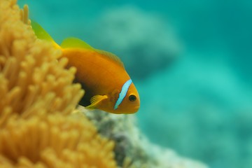 Image showing Close-up of clownfish in anemones