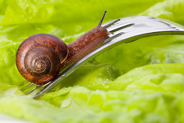 Image showing Close-up of a snail in the plate