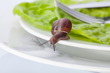 Image showing Snail in the plate