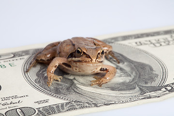 Image showing Frog sitting on the dollar