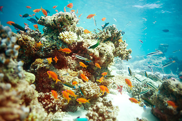 Image showing Busy life in lagoon