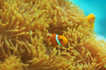 Image showing Anemones with small clownfishes