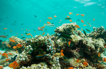 Image showing Lagoon with fishes and corals