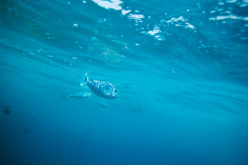 Image showing Longnose unicornfish