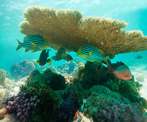 Image showing Table Coral and oriental sweetlips