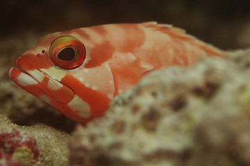 Image showing Close-up of red fish