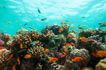 Image showing Close-up of corals and fishes