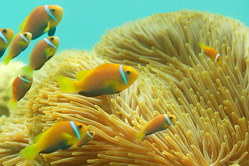 Image showing Many Maldivian clownfishes