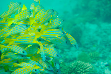 Image showing Many Bluestripe snapper fish