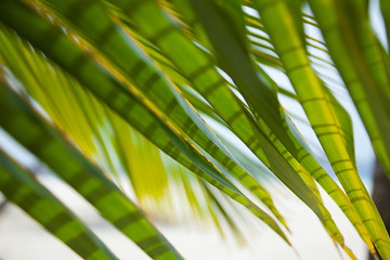 Image showing Palms and beach background