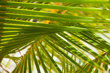 Image showing Palm branches background