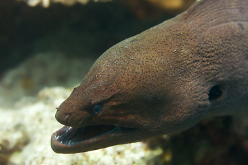 Image showing moray eel