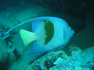 Image showing Arabian angelfish