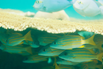 Image showing Hiding oriental sweetlips fishes