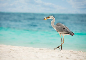 Image showing Egret with fish in beak