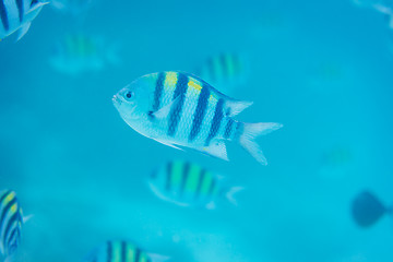 Image showing Sergeant Major fish