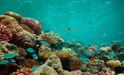 Image showing The reef