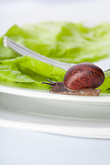 Image showing Snail in the dinner plate