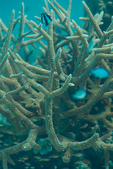 Image showing Staghorn coral