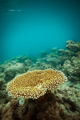 Image showing Small table coral