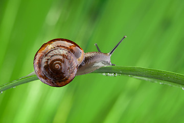 Image showing Snail sitting on the leaf