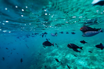 Image showing School of fish - shoot from bellow