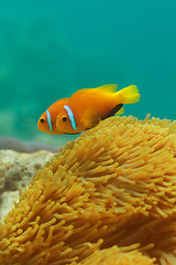 Image showing Close-up of clownfish couple