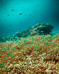 Image showing Small fishes on top of table coral