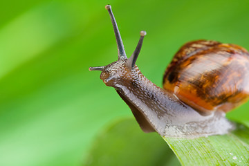 Image showing Close-up of a snail sitting on the leaf