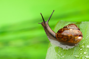 Image showing Snail on the wet leaf after rain