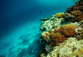 Image showing Colony of clownfish