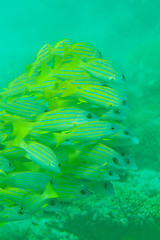 Image showing shoal of Bluestripe snapper fish