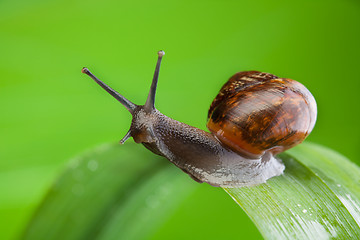 Image showing Beautiful charismatic snail