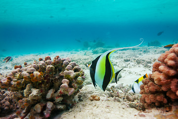 Image showing Moorish idol( Zanclus cornutus)