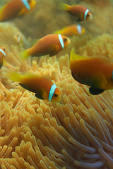 Image showing Close-up of Maldivian clownfishes