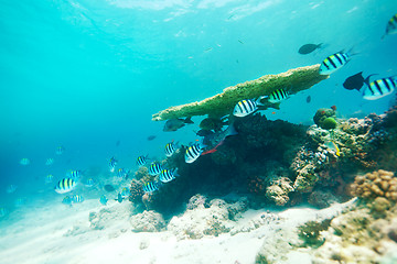 Image showing Table Coral and life around it